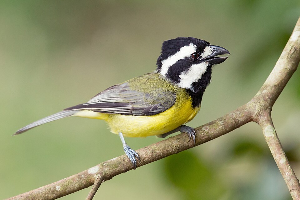 Crested Shriketit