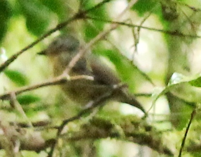 Lompobattang Flycatcher