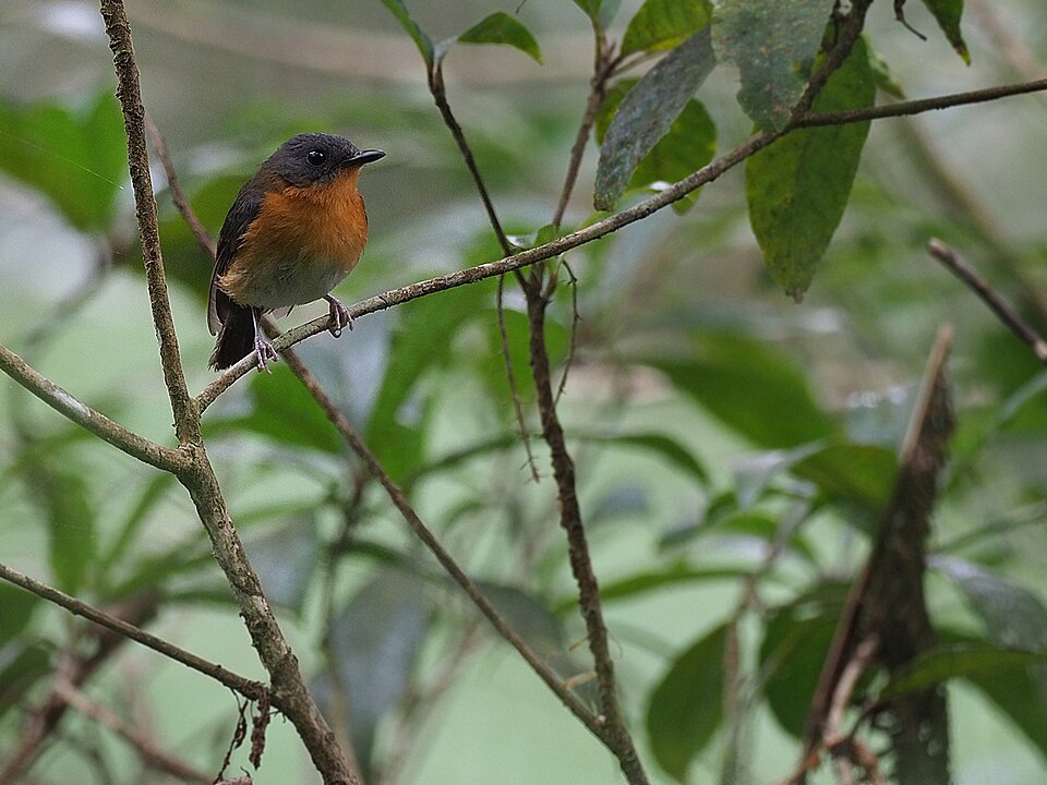Cinnamon-chested Flycatcher