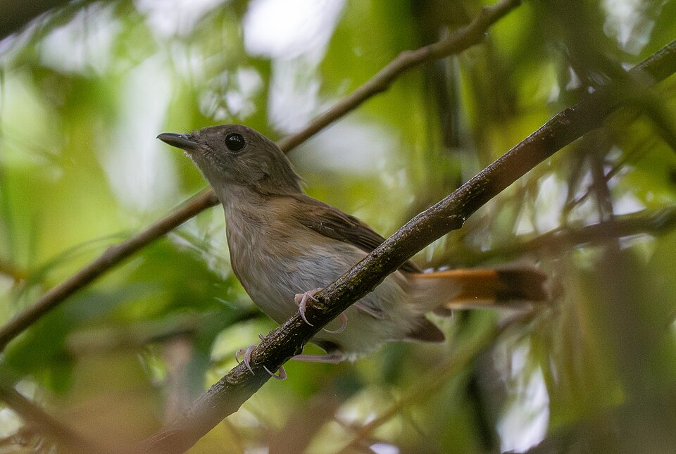 Furtive Flycatcher