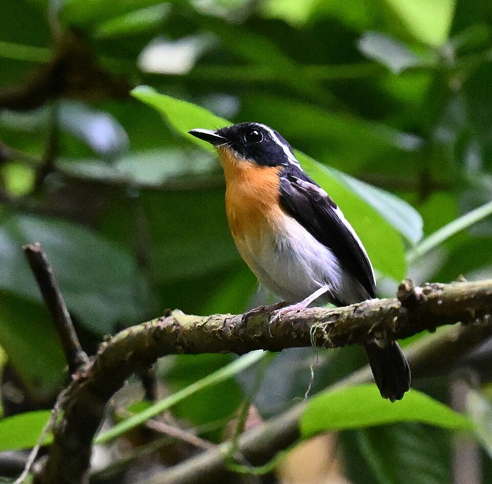 Rufous-chested Flycatcher