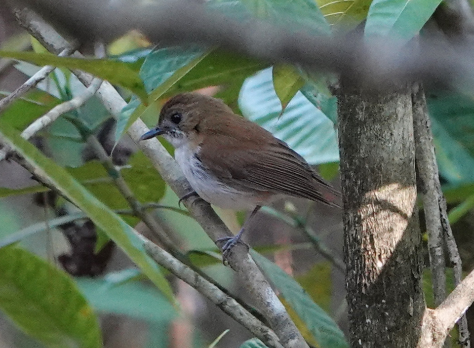 Sumba Flycatcher