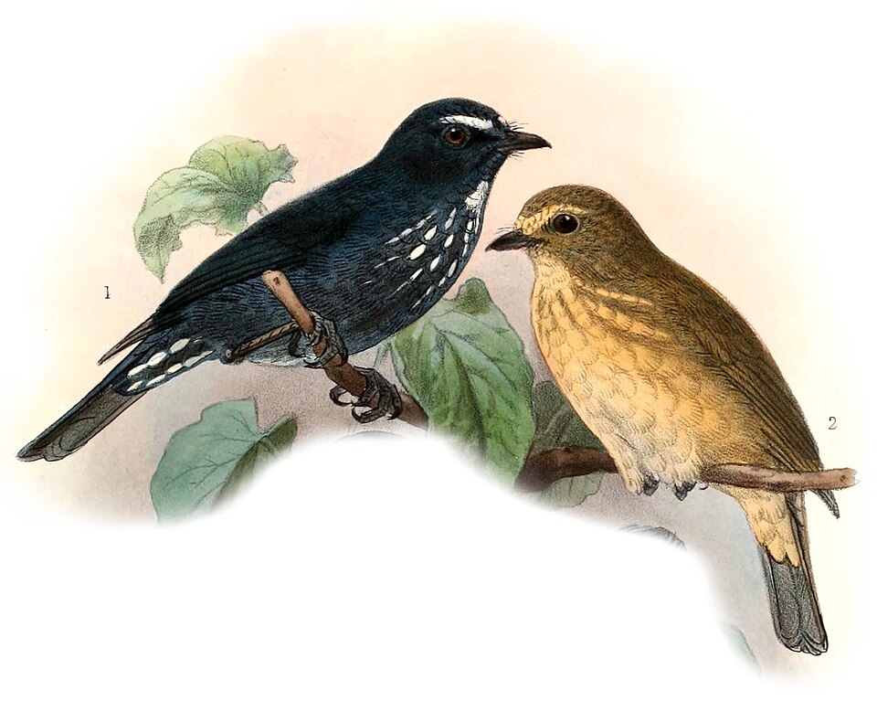 Damar Flycatcher