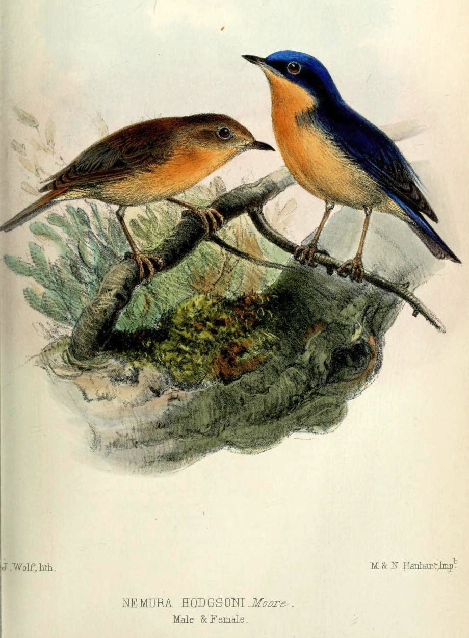 Pygmy Flycatcher