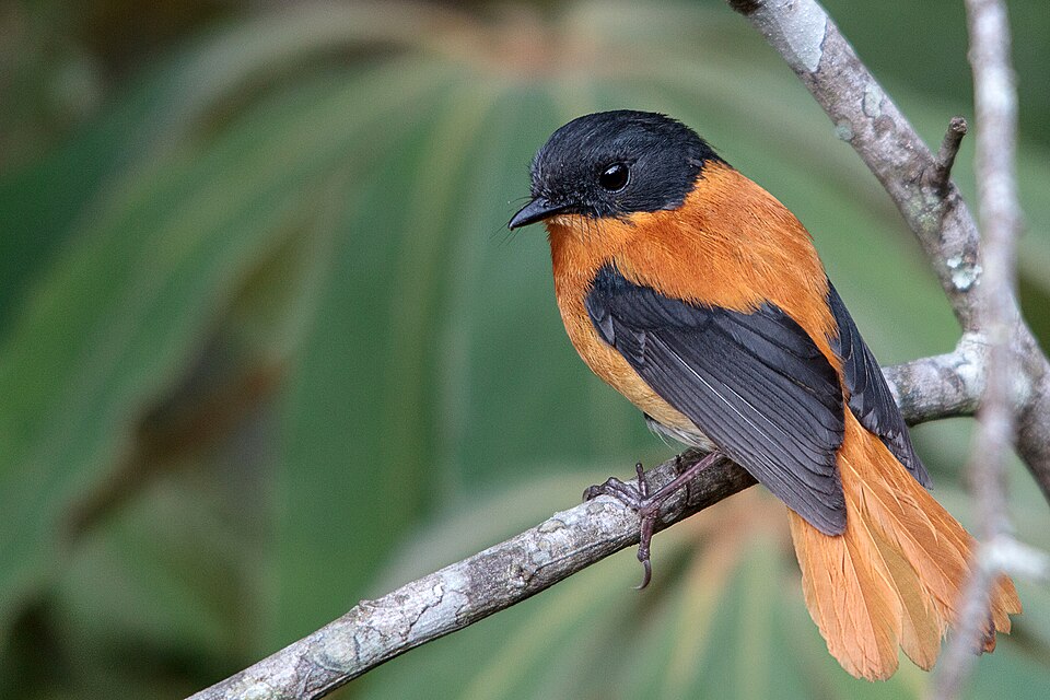 Black-and-orange Flycatcher