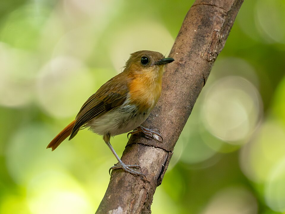 Palawan Flycatcher