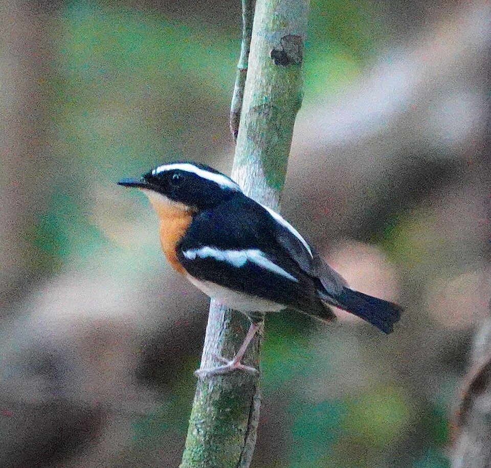 Tanimbar Flycatcher