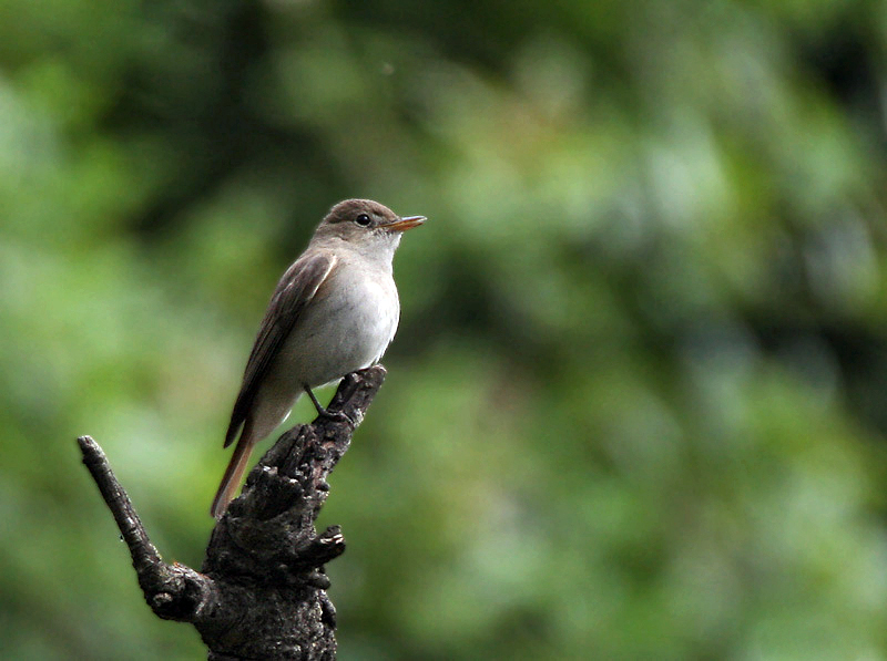 Rusty-tailed Flycatcher
