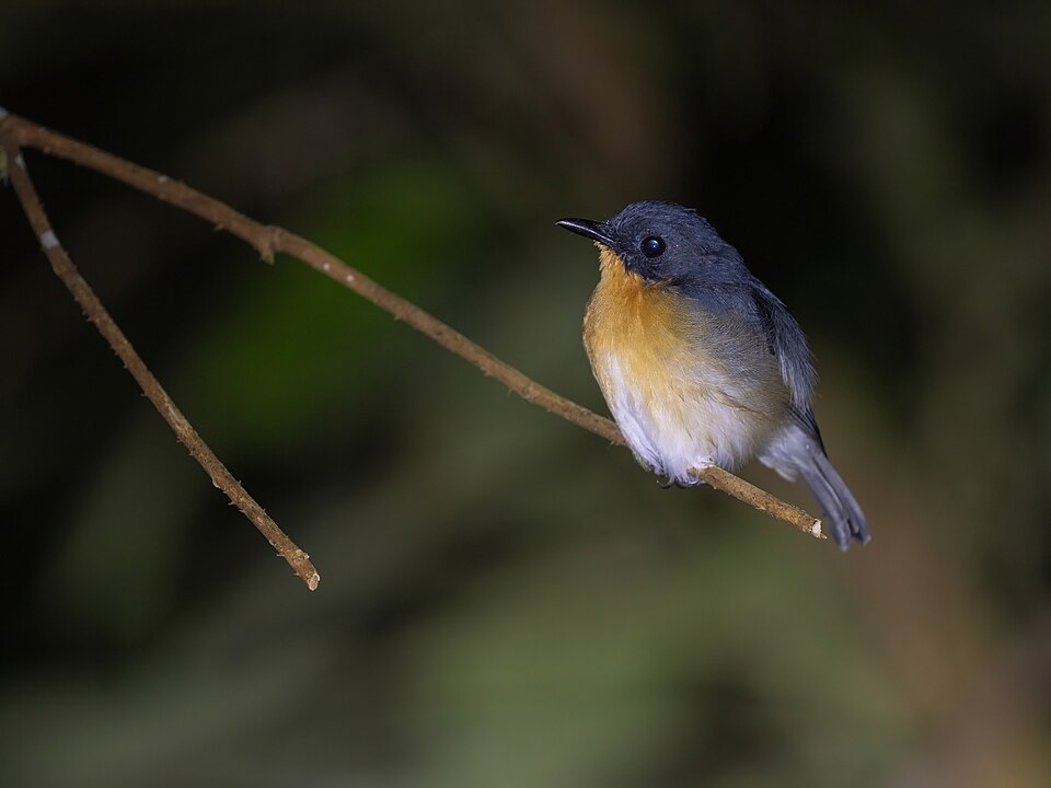 Rufous-throated Flycatcher