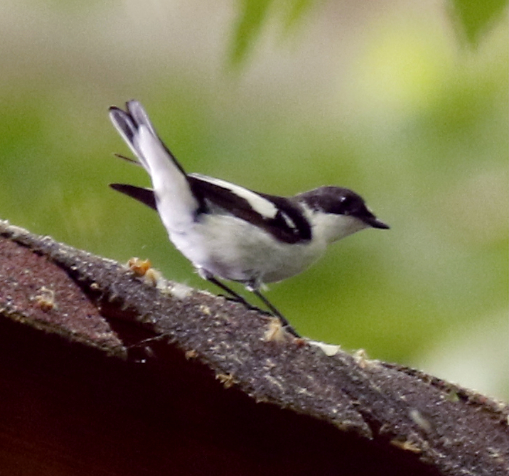Semicollared Flycatcher