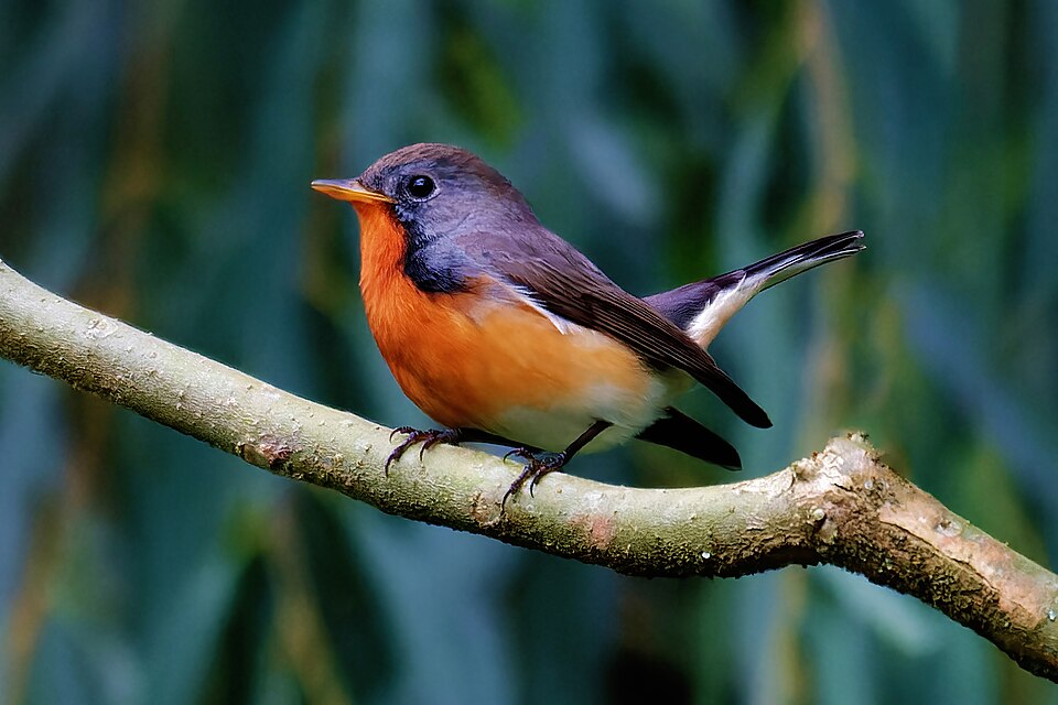 Kashmir Flycatcher
