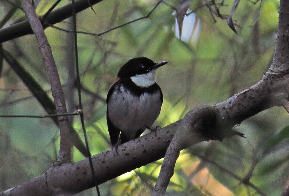 Black-banded Flycatcher