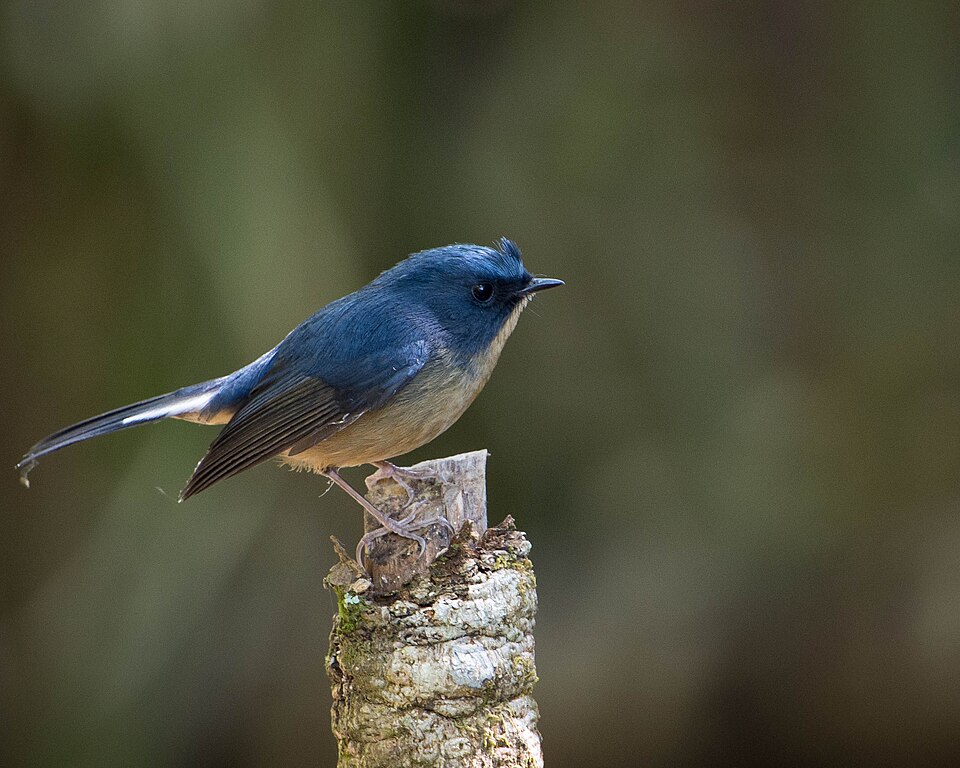 Slaty-blue Flycatcher