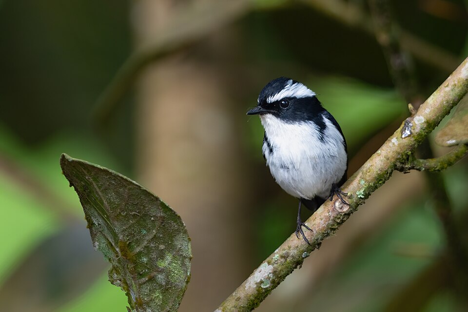 Little Pied Flycatcher
