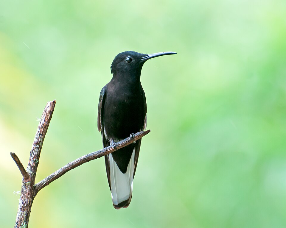 Black Jacobin
