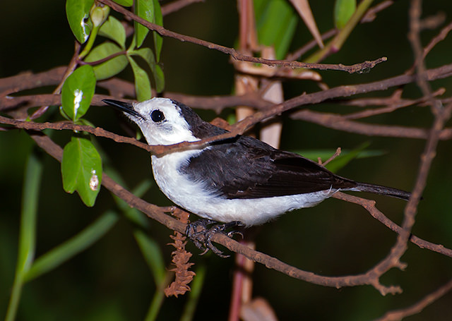 Black-backed Water Tyrant