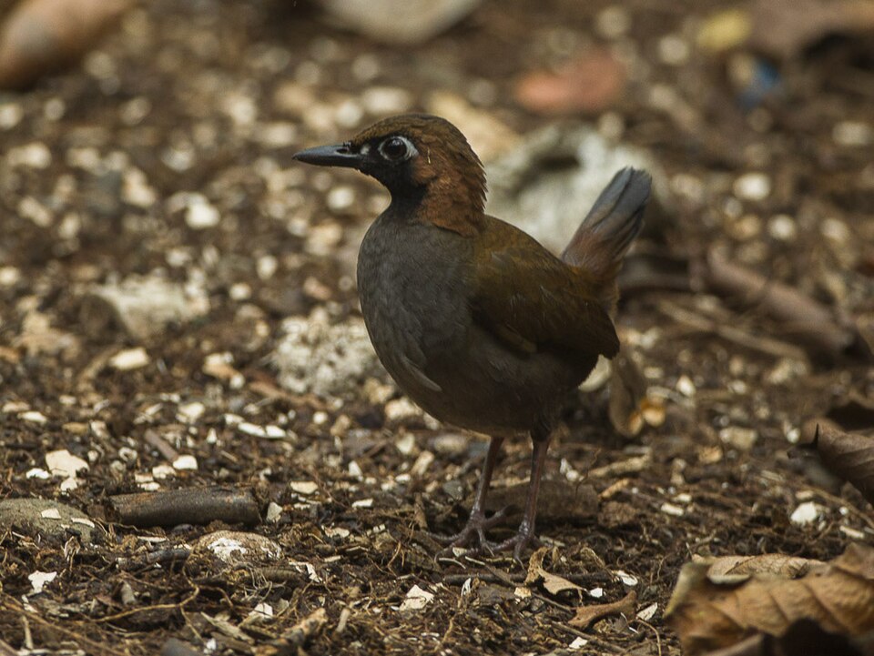 Black-faced Antthrush