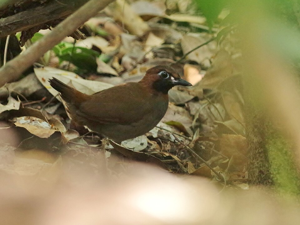 Mayan Antthrush