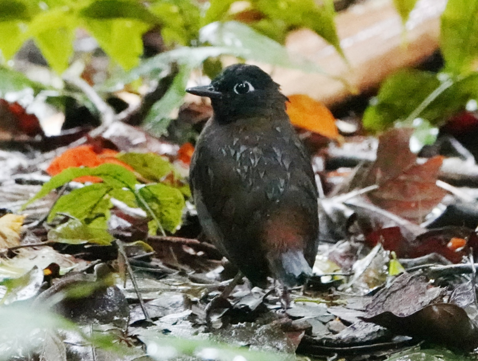 Black-headed Antthrush