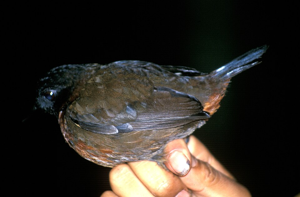 Rufous-breasted Antthrush