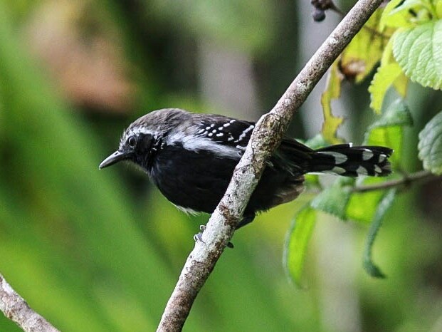 Southern White-fringed Antwren