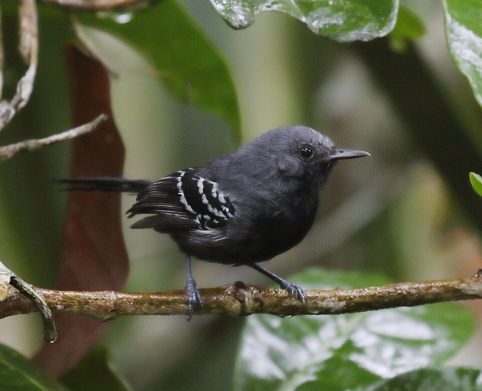 Narrow-billed Antwren
