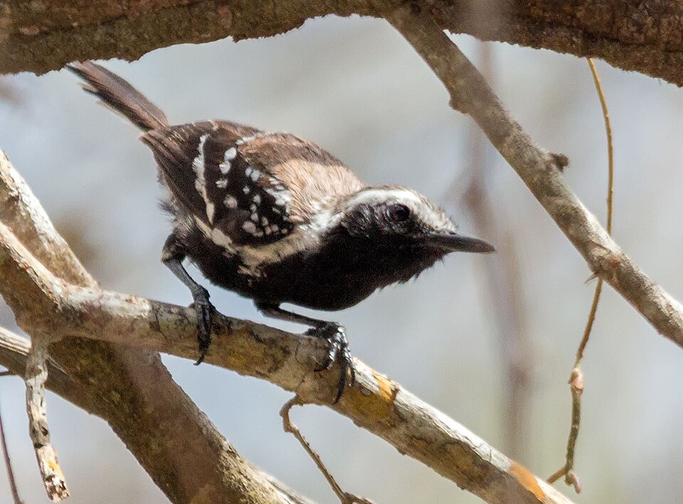 Northern White-fringed Antwren