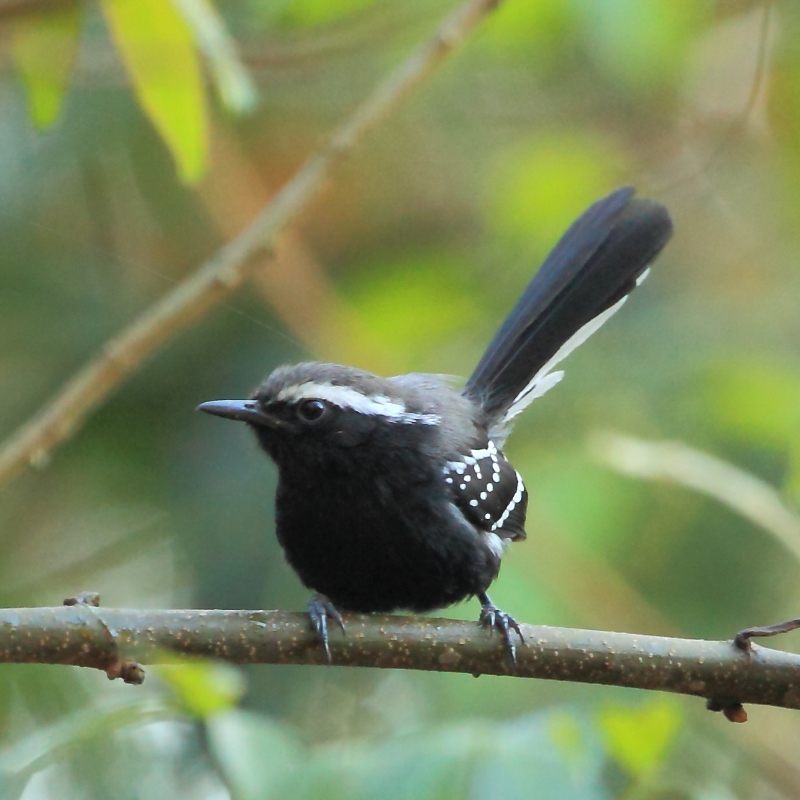 Black-bellied Antwren