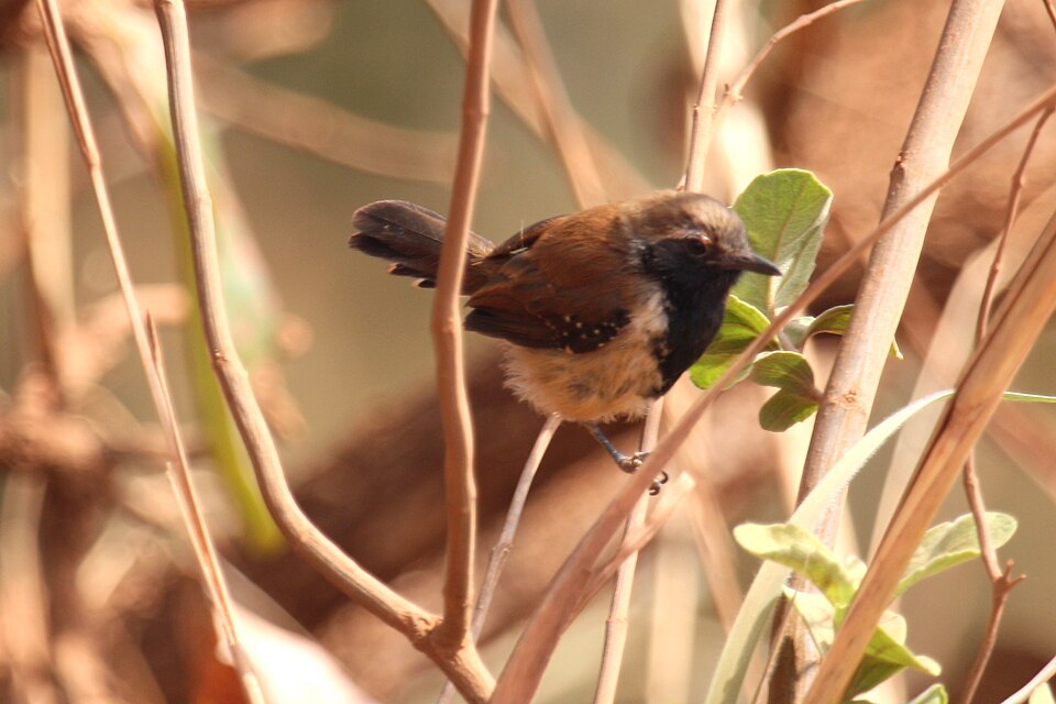 Rusty-backed Antwren