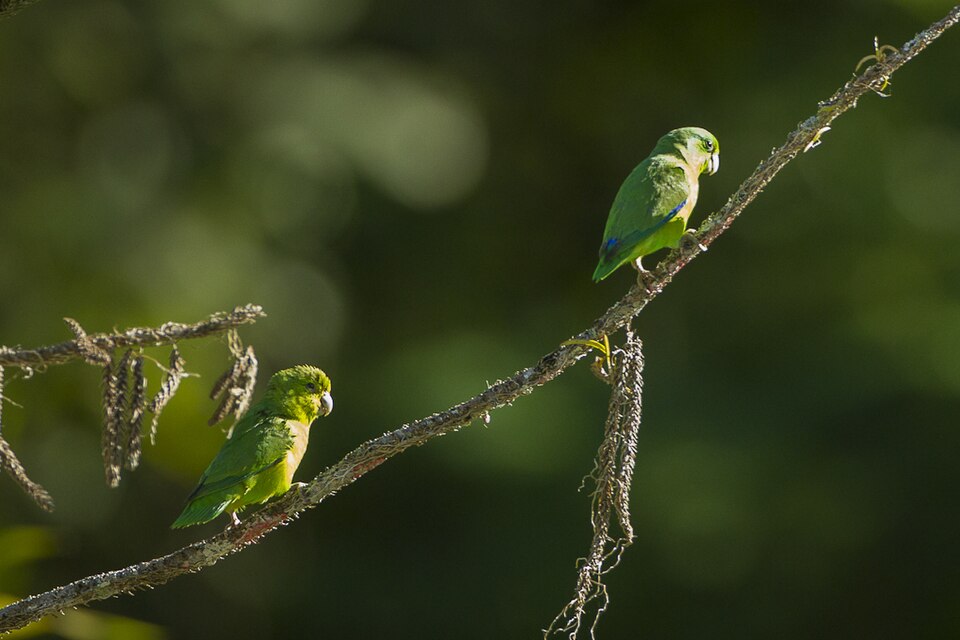 Riparian Parrotlet