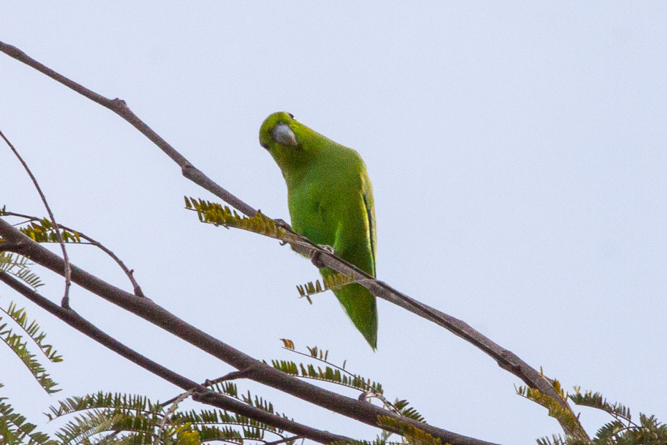 Mexican Parrotlet