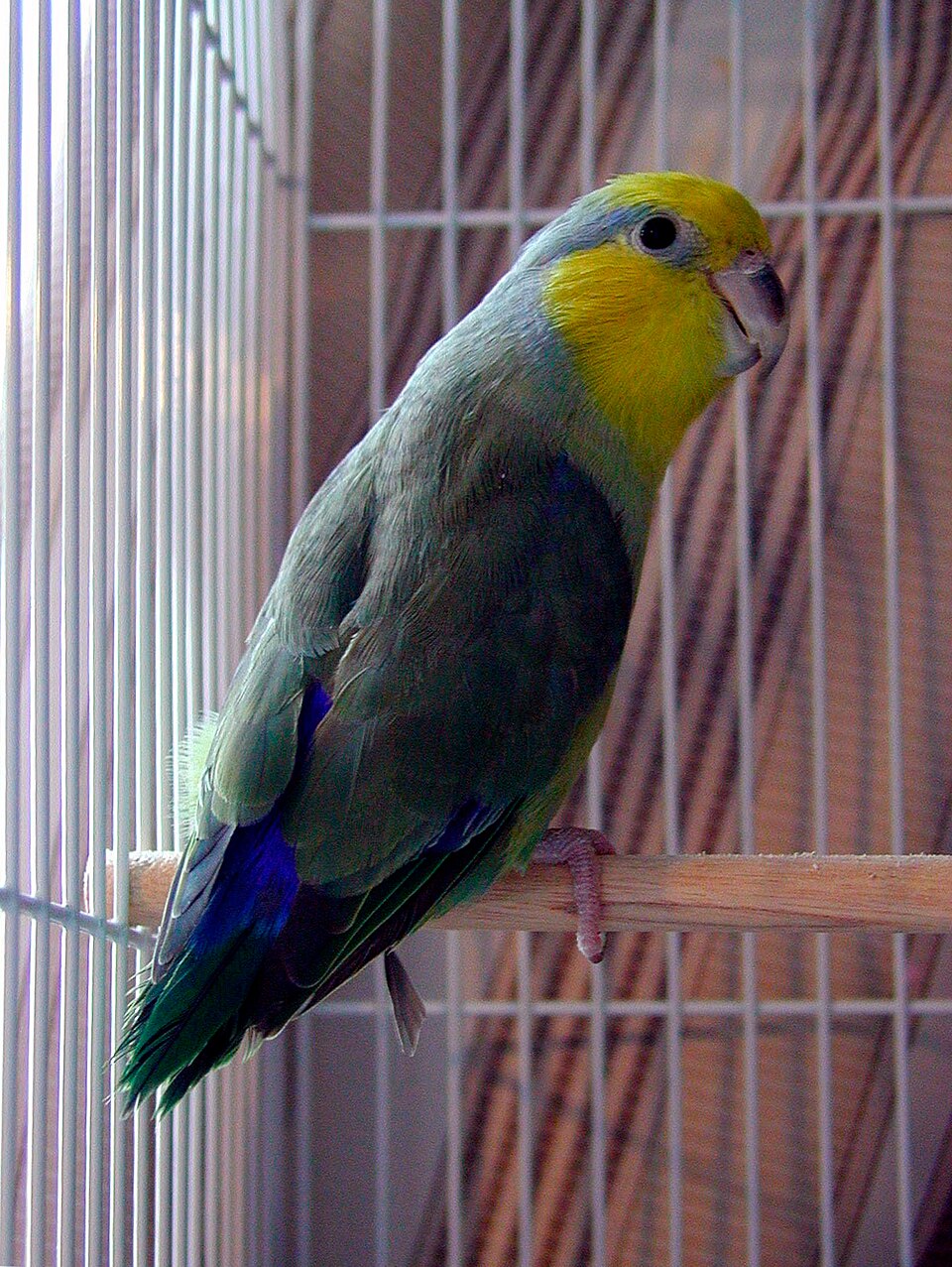 Yellow-faced Parrotlet