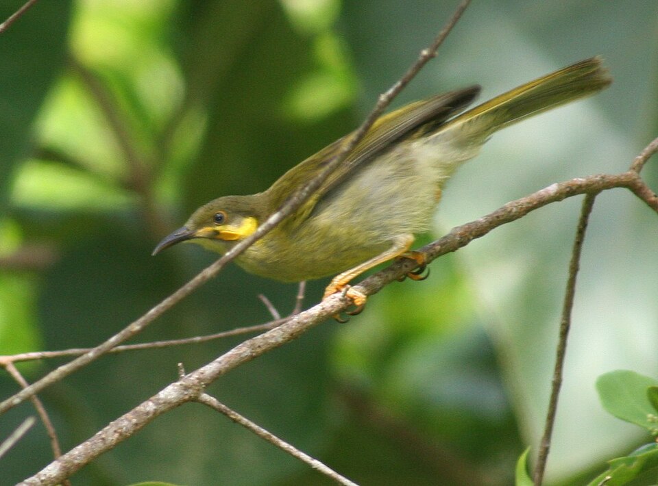 Polynesian Wattled Honeyeater