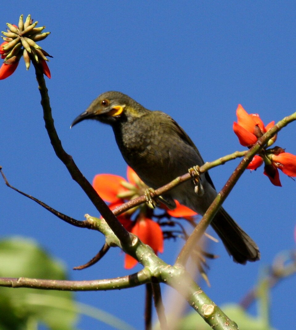 Fiji Wattled Honeyeater