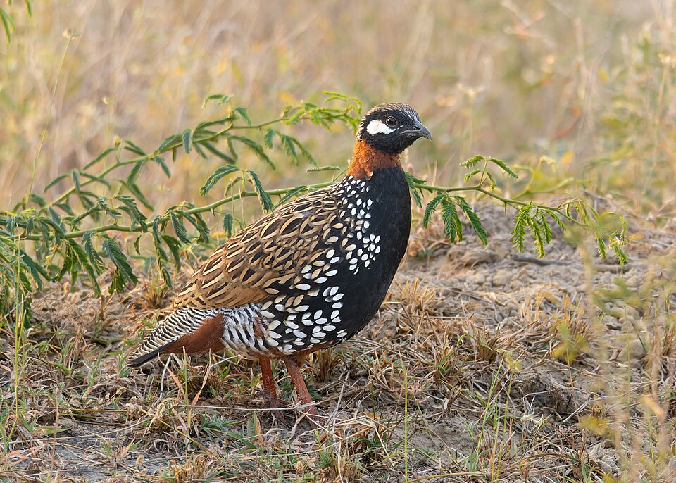 Black Francolin