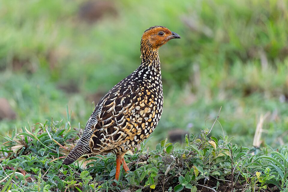 Painted Francolin