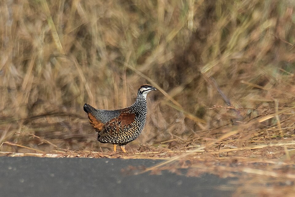 Chinese Francolin