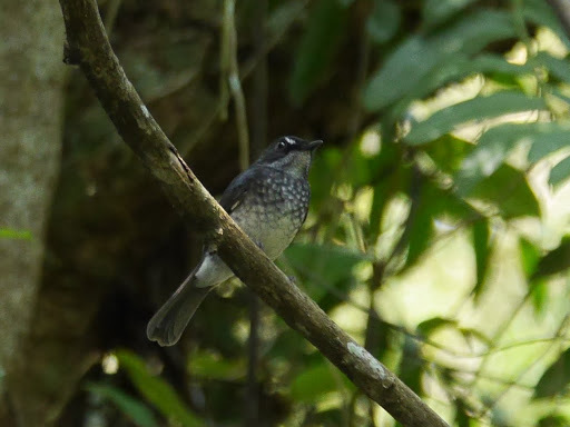 White-browed Forest Flycatcher