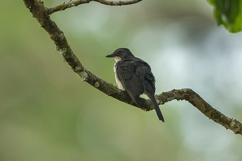 Fraser's Forest Flycatcher