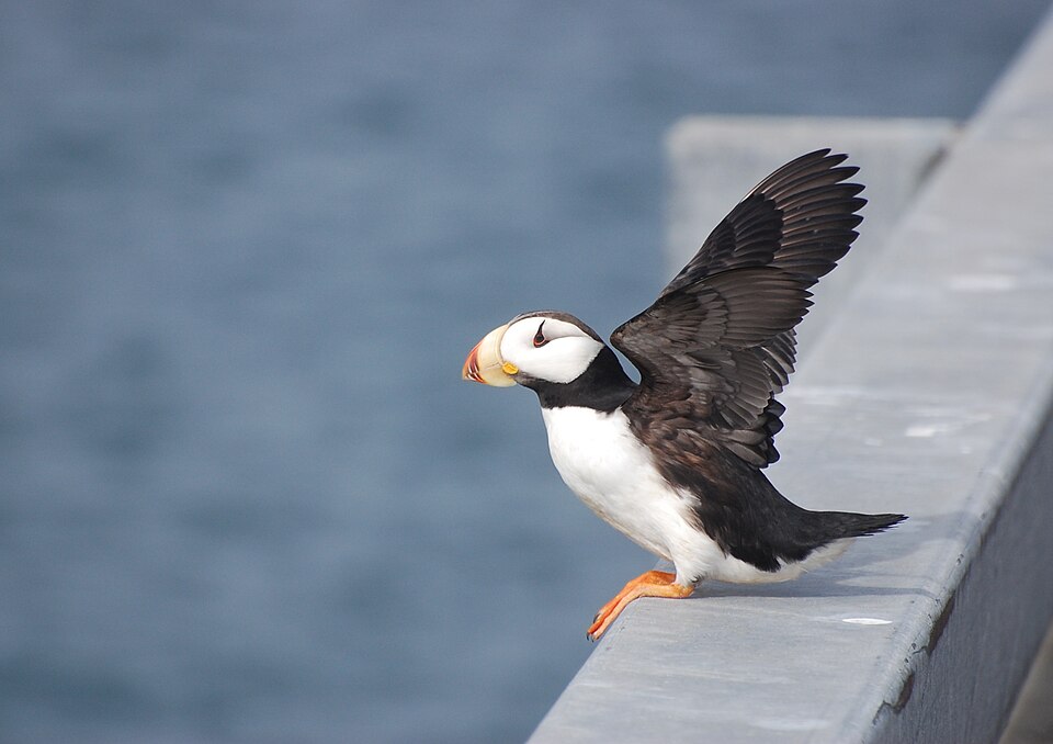 Horned Puffin