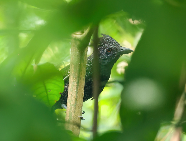 Fulvous Antshrike