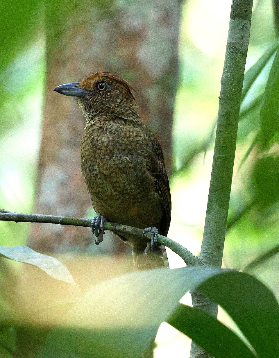 Undulated Antshrike