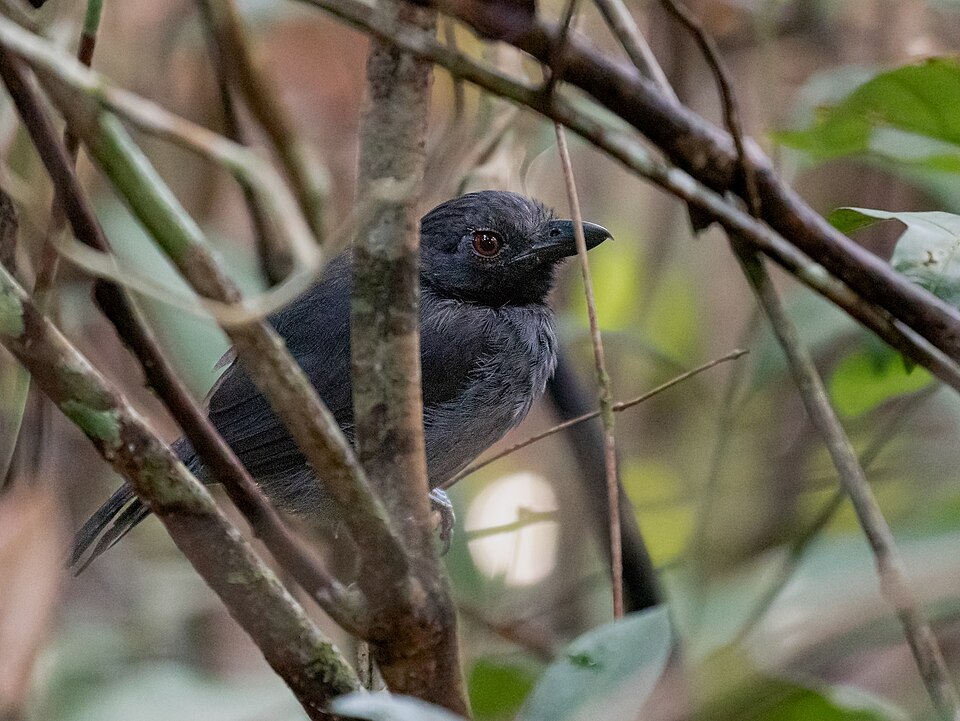 Black-throated Antshrike