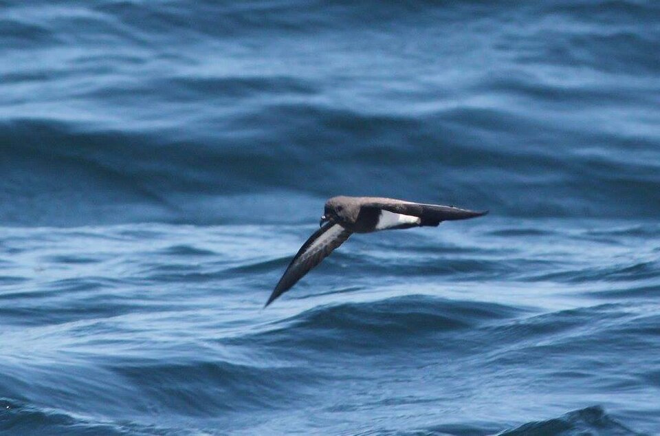 Black-bellied Storm Petrel