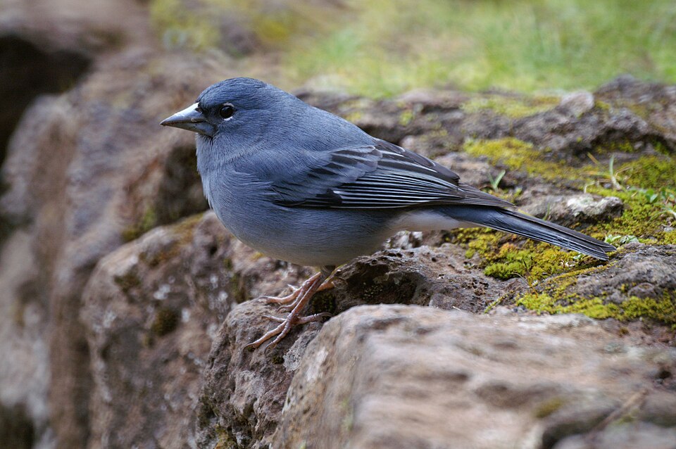 Tenerife Blue Chaffinch