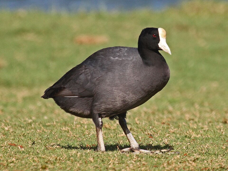 Hawaiian Coot