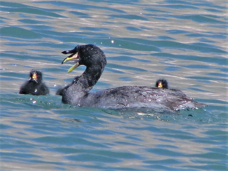 Horned Coot