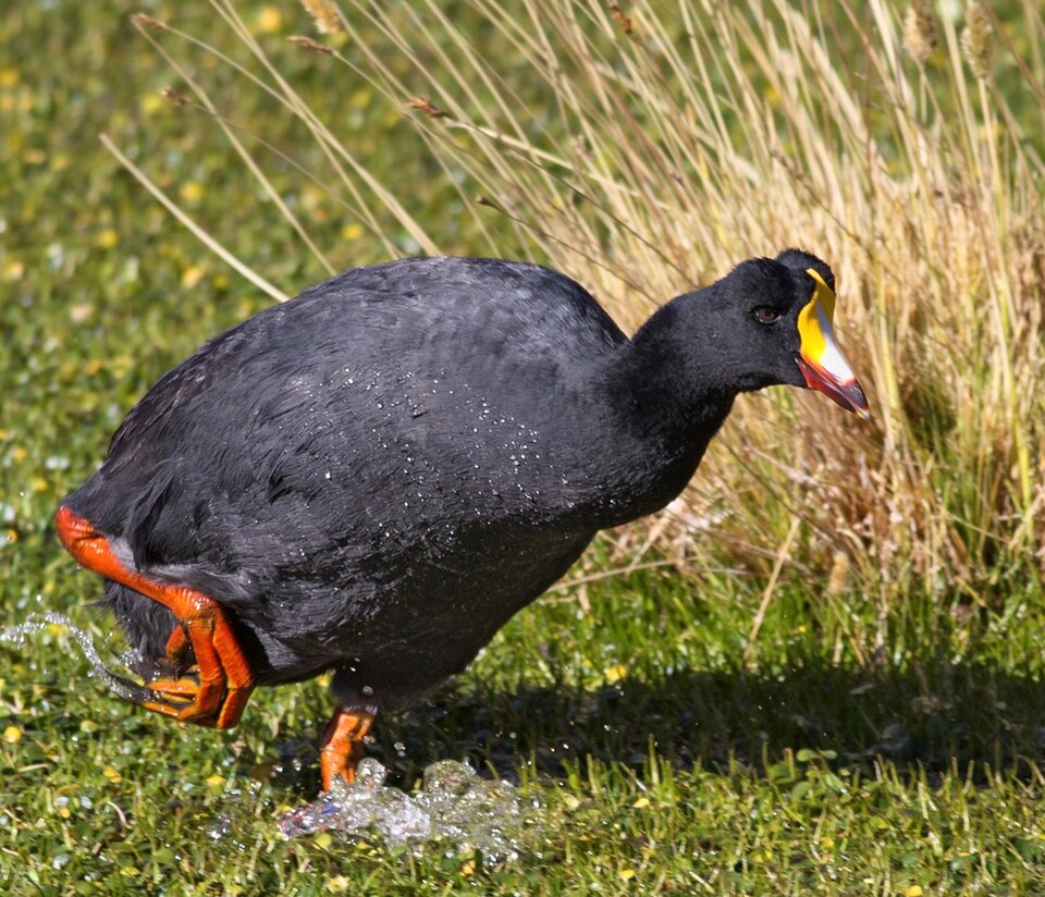 Giant Coot
