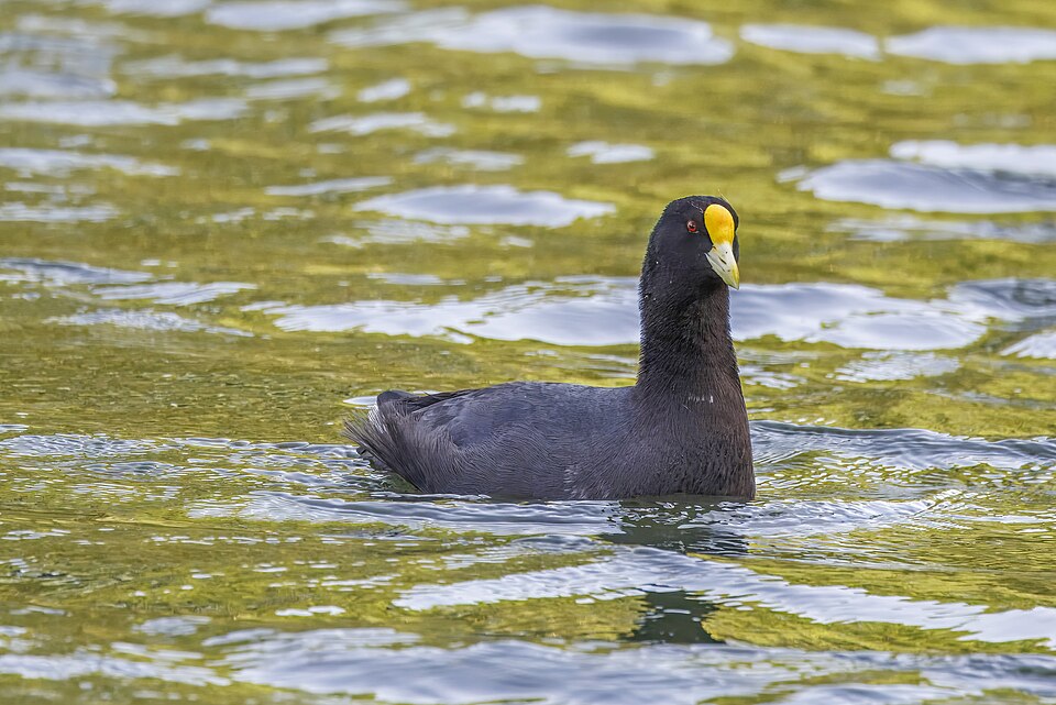 White-winged Coot