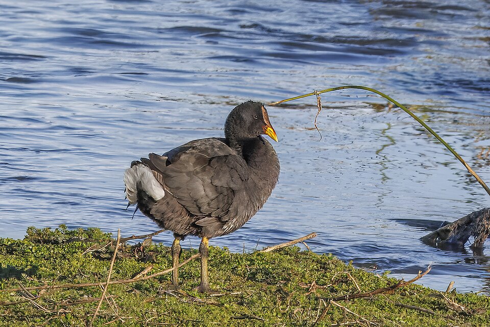 Red-fronted Coot